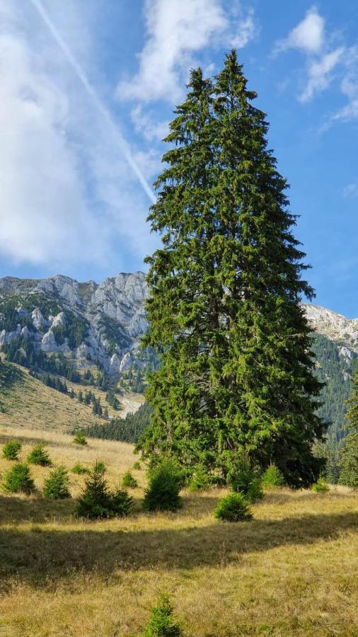 Pensiunea Crai Nou Şirnea Dış mekan fotoğraf